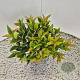 Leucothoe 'Zeblid' 20-25 cm 2,5L