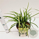 Liriope muscari 'Monroe White' 20-25 cm 2,0L