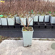 Lonicera c. 'Wojtek' 20-40 cm C1.5
