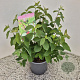 Lonicera xylosteum 30-35 cm 2,5L