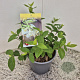 Lonicera purpusii 'Winter Beauty' 25 cm 2,5L
