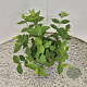 Lonicera purpusii 'Winter Beauty' 25 cm 2,5L