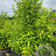 Magnolia kobus 200-250 cm cont. 55L meerstammig