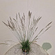 Molinia caerulea 'Edith Dudszus' 80-90 cm 4,0L