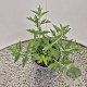 Perovskia 'Blue Spire' 15-20 cm 2,5L