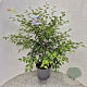 Prunus 'The Bride' 70-80 cm 7,5L