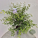 Prunus 'The Bride' 70-80 cm 7,5L