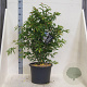 Prunus 'Mieke' 80-100 cm 20L meerstammig
