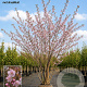 Prunus subh. 'Autumnalis Rosea' 550-600 cm draadkluit meerstammig 400-500 diameter