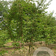 Prunus subh. 'Autumnalis Rosea' 550-600 cm draadkluit meerstammig 400-500 diameter
