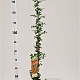 Pyracantha 'Orange Glow' 70-80 cm 2,5L