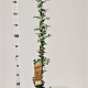 Pyracantha 'Orange Glow' 70-80 cm 2,5L