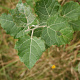 Populus canescens 16-18 cm draadkluit