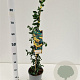 Pyracantha 'Soleil d'Or' 70-80 cm 2,5L