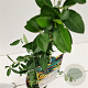 Pyracantha 'Soleil d'Or' 70-80 cm 2,5L