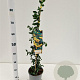Pyracantha 'Soleil d'Or' 70-80 cm 2,5L