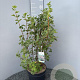 Ribes sang. 'King Edward VII' 60-80 cm 10L