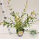 Salix integra 'Hakuro-nishiki' 40-50 cm 2,5L