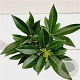 Skimmia confusa 'Kew Green' 20-30 cm 2,0L/ES17