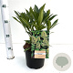Skimmia confusa 'Kew Green' 20-30 cm 2,0L/ES17