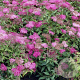 Spiraea jap. 'Crispa' GM 1.5