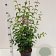 Syringa microphylla 'Superba' 60-80 cm 4,5L