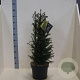 Taxus baccata 80-100 cm 10L