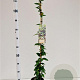 Trachelospermum jasminoides 100-125 cm 2,5L