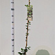 Trachelospermum jasminoides 100-125 cm 2,5L