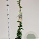 Trachelospermum jasminoides 100-125 cm 2,5L