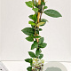 Trachelospermum jasminoides 100-125 cm 2,5L