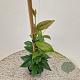 Trachelospermum jasminoides 55-60 cm 2,5L