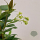 Trachelospermum jasminoides 55-60 cm 2,5L