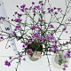 Verbena bon. 'Lollipop' 40-50 cm 4,0L