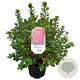 Azalea (J) 'Toreador' 25-30 cm 4,0L