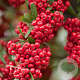 Pyracantha Dart's Red 120x155 Mobilane kant en klaar haag