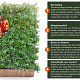 Pyracantha Dart's Red 120x155 Mobilane kant en klaar haag