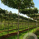 Pyrus calleryana 'Chanticleer' 16-18 cm draadkluit 240 cm stam dakvorm