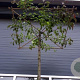 Pyrus calleryana 'Chanticleer' 14-16 cm draadkluit 210 cm stam 4 etages leivorm