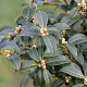 Osmanthus burkwoodii 60-80 cm 10L