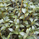 Osmanthus burkwoodii 60-80 cm 10L