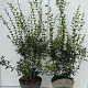 Osmanthus burkwoodii 80-100 cm 10L