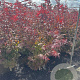 Acer pal. 'Atropurpureum' 125-150 cm met kluit