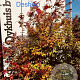 Acer pal. 'Deshojo' 125-150 cm met kluit
