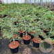 Acer pal. 'Dissectum' 40-50 cm 5,0L