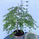 Acer pal. 'Dissectum' 60-80 cm 10L