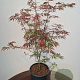 Acer pal. Extravaganza 60-80 cm 5,0L