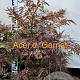 Acer pal. 'Garnet' 80-100 cm met kluit