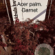 Acer pal. 'Garnet' 80-100 cm met kluit