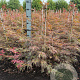Acer pal. 'Garnet' 80-100 cm met kluit